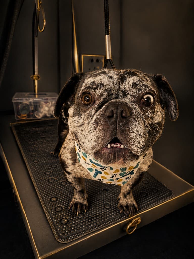 Mobile Dog Salon — professional curbside pet grooming